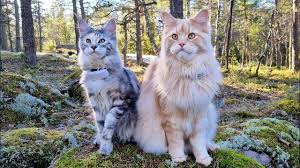 Maine Coon