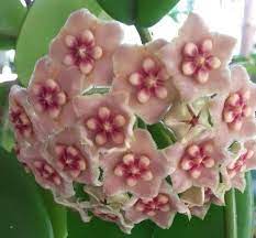 Pin On Hoya Wax Plant Porcelain Flower