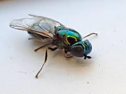 Image result for Polystachya macropoda