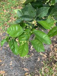 Maybe you would like to learn more about one of these? Light Green Leaves Vs Dark Green Leaves On Baby Citrus Tree About 5 Tall Gardening Garden Diy Home Flowers R Citrus Trees Dark Green Leaves Plant Leaves