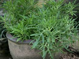 Image result for Kalanchoe laciniata