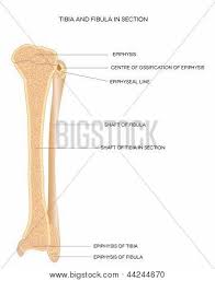 The human leg consists of 8 bones, 4 per leg. Leg Bones Vector Photo Free Trial Bigstock