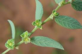 Image result for Phyllanthus parvulus