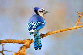 It flies with body and tail held level, with slow wing beats. Blue Jay Audubon Field Guide