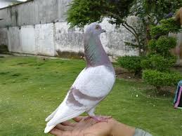 Select images for computers, including laptops and other mobile devices such as tablets, smart phones and mobile phones, and even wallpapers for game consoles. Burung Merpati Balap Shefalitayal