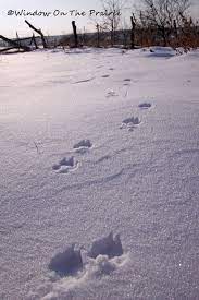 Check spelling or type a new query. Fox Tracks Window On The Prairie Fox Tracks In Snow Animal Tracks Winter Animals