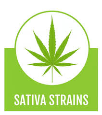 Buy Hemp And Cannabis Seeds Online In India Mountain Top Seed Bank If the authorities wanted, you could get. buy hemp and cannabis seeds online in
