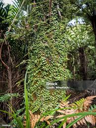 Image result for Otoptera