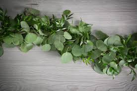 We did not find results for: Garland Salal Silver Dollar Eucalyptus And Italian Ruscus Stems Weddings
