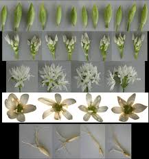 Image result for Allium ursinum