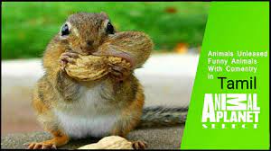 Animals Unleashed Tamil Hd Part 2 Youtube