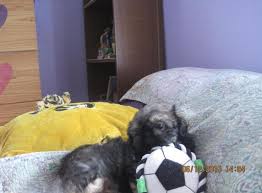 Check spelling or type a new query. Cute Shih Tzu Puppies For Sale In Kansas City Missouri Classified Americanlisted Com