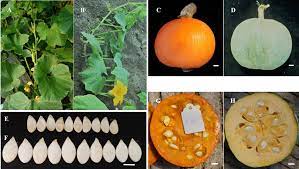 This hardware internet protocol address adheres to proper specifications of an ipv4 internet protocol address, which has a decimal value of 1868207820. Frontiers Construction Of A High Density Genetic Map And Analysis Of Seed Related Traits Using Specific Length Amplified Fragment Sequencing For Cucurbita Maxima Plant Science
