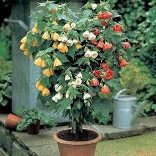 Image result for Abutilon rehmannii