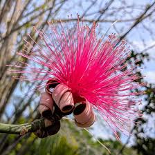 Image result for Exacum zombense