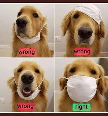 How To Wear A Mask Golden Retriever Dog Mask Animals