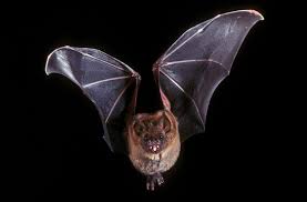 Why birds lay eggs instead of giving live births? 5 Surprising Facts About Bats Britannica