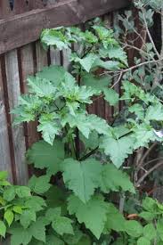 Image result for Nicandra