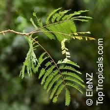 Image result for Parkia