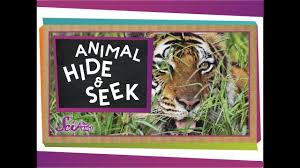 Camouflage Animal Hide Seek Theme Activity Animal Hide Animal Projects