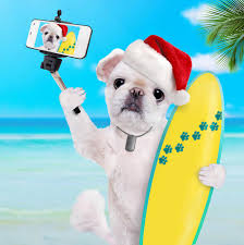 See more ideas about christmas dog, christmas animals, pet holiday. 347 Christmas Dog Beach Photos Free Royalty Free Stock Photos From Dreamstime