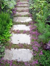 Bodendecker Zwischen Fugen Trittplatten Gartenfussweg Sand Thymian Garden Garten Garten Pflanzen Bodendecker