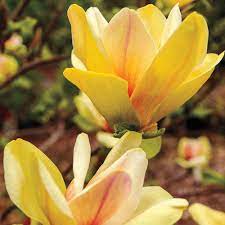 Pin On Flowers