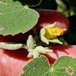 Image result for Abutilon mauritianum