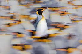 Jun 07, 2021 · from photographing nature with chris packham to snapping shots of anna friel, the six contestants have the opportunity of a lifetime on the bbc show. Chris Packham S Wildlife Photography Canon Europe