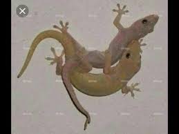 Lucu Grebek Cicak Kawin 18 Youtube
