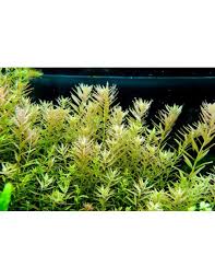 Image result for Rotala fontinalis