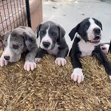 Registered great danes we have two left from our litter of 5!. Great Dane Puppies Available Home Facebook
