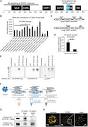 Frontiers | A novel SATB1 protein isoform with different ...