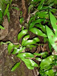 Image result for Pyrrosia