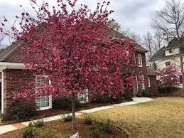 Learn about the royal raindrop crabapple available at the grass pad! Royalraindropscrabapple Hashtag On Twitter