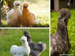 It strengthens the immune system. The Silkie Chicken Breed The Imperfectly Happy Home