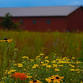 Lawns to Legumes Garden Tour