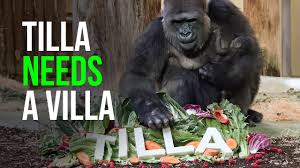 Other favorites are the sea lions, penguin feedings, wild asia monorail and the camel rides. Berlin Zoo Zooborns