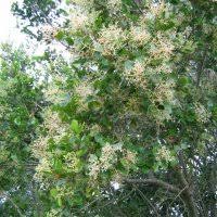 Image result for Apodytes