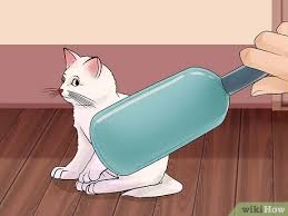 Yavru Kedi Nasil Sevilir 14 Adim Resimlerle Wikihow