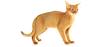 20 Fun Facts about Orange Tabby Cats - Cat Breeds, Cat ...