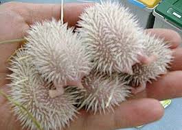 Do The White Thing 7 More Amazing Albino Animals Webecoist Albino Animals Albino Rare Albino Animals