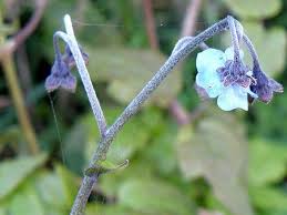 Image result for Cynoglossum amplifolium