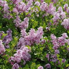 Image result for Syringa meyeri ´Palibin