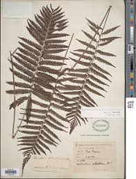 Image result for Pseudocyclosorus