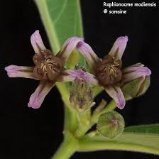 Image result for Raphionacme madiensis