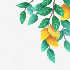 Gambarlah gambar pohon dengan ukuran sedang dan tidak perlu berlebihan baik itu terlalu besar gambarlah pohon yang dilengkapi dengan beberapa buah karena hal ini menunjukkan bahwa anda. Gambar Pokok Mangga Mangga Grafik Pokok Mangga Dahan Mangga Png Dan Clipart Untuk Muat Turun Percuma
