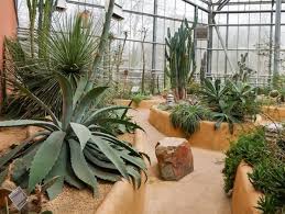In die schauhäuser bitte keine hunde mitnehmen. Palmen In Amsterdam Der Hortus Botanicus Mein Mediterraner Garten