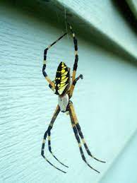 A Scairt Of Piders Insects Insect Identification Garden Spider