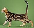 Bengal Cat Facts | Bengal Cat World
